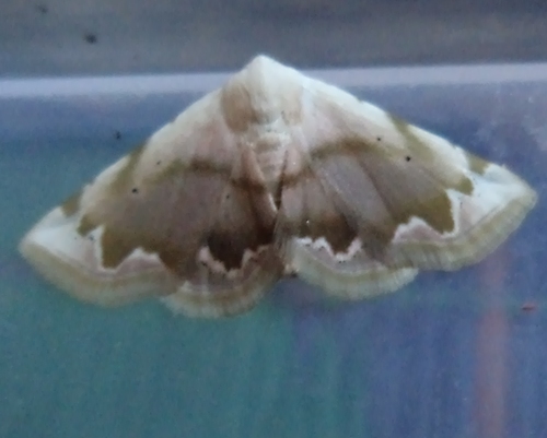 Eublemma amabilis