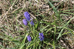 Muscari armeniacum