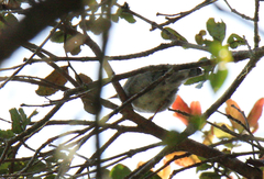 Cryptosylvicola randrianasoloi