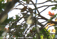 Cryptosylvicola randrianasoloi
