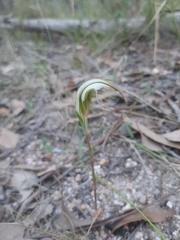 Pterostylis ampliata