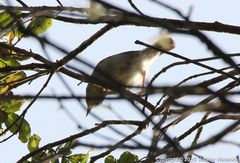 Cryptosylvicola randrianasoloi