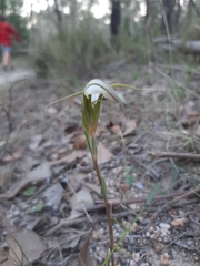 Pterostylis ampliata
