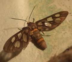 Amata cyssea