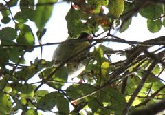 Cryptosylvicola randrianasoloi