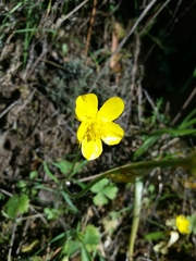 Ranunculus ollissiponensis