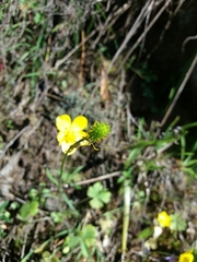 Ranunculus ollissiponensis