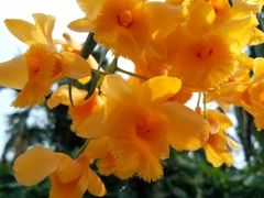 Dendrobium fimbriatum