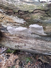 Phellinus laevigatus