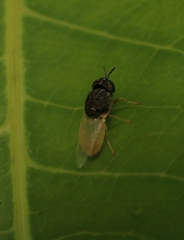Oplodontha