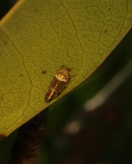 Idioscopus nitidulus