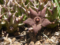 Orbea cooperi