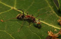 Camponotus rufoglaucus