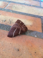 Macrothylacia digramma