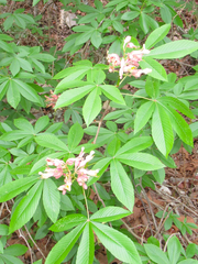 Aesculus pavia flavescens