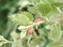 Plagiotrochus quercusilicis