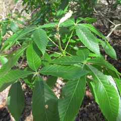 Aesculus pavia flavescens
