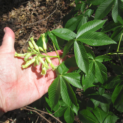 Aesculus pavia flavescens