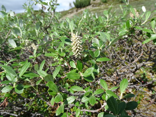 Salix krylovii