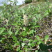 Salix krylovii - Photo (c) elena_andriyanova, alguns direitos reservados (CC BY-NC), uploaded by elena_andriyanova