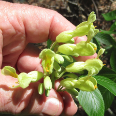 Aesculus pavia flavescens