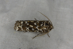 Ectopatria euglypta