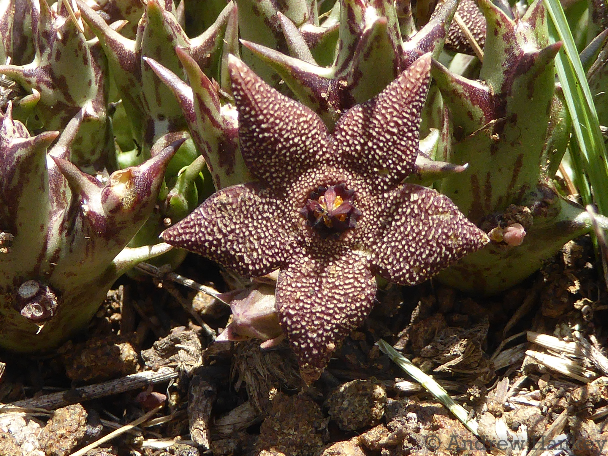 Stapeliopsis cooperi (N.E.Br.) E.Phillips 3
