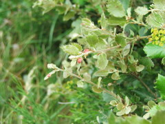 Plagiotrochus quercusilicis