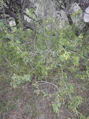 Berberis swaseyi