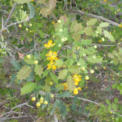 Berberis swaseyi