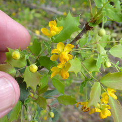 Berberis swaseyi