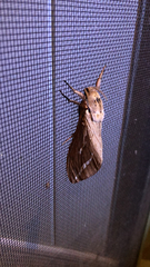 Abantiades argyrosticha