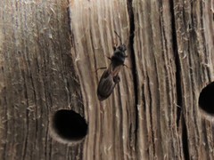 Macchiademus diplopterus