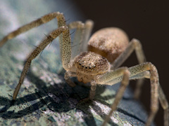 Philodromus