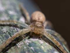 Philodromus