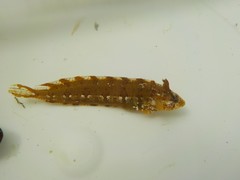 Clinitrachus argentatus