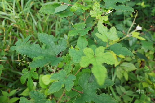 Vitis ficifolia f. sinuata iNat (1)