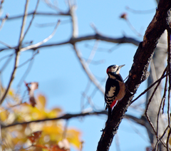 Dendrocopos major
