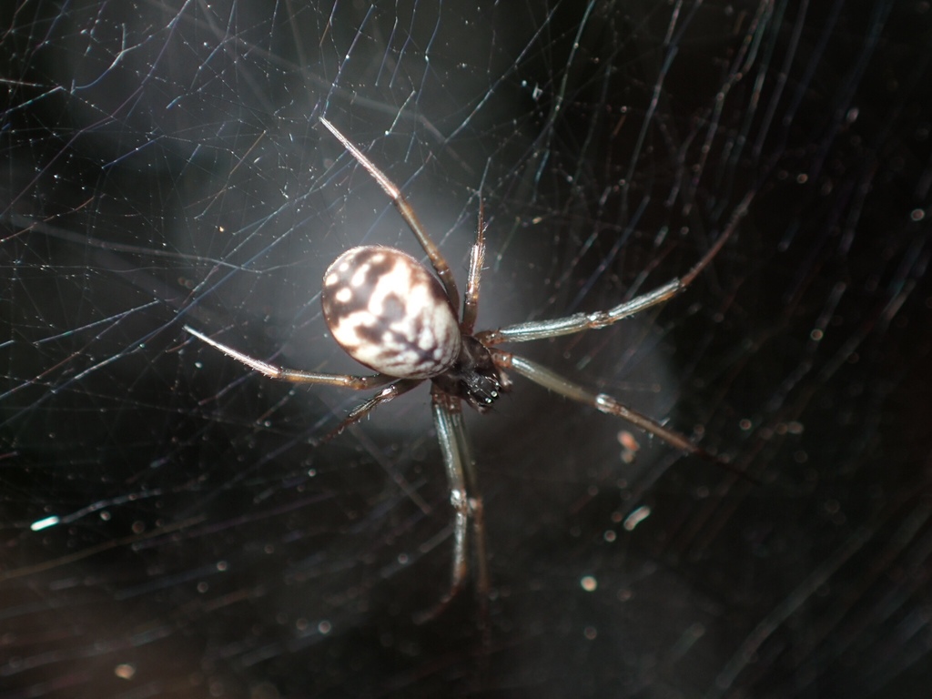 Prosoponoides