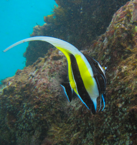 Moorish Idol