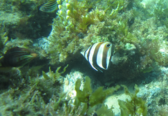 Chelmonops truncatus