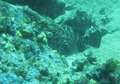 Epinephelus daemelii