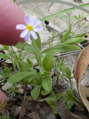 Chaetopappa bellidifolia