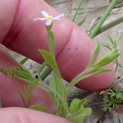 Chaetopappa bellidifolia