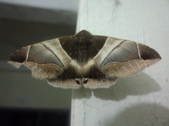 Bastilla crameri