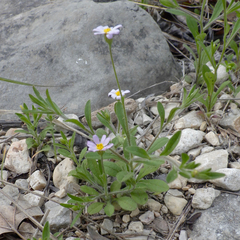 Chaetopappa bellidifolia