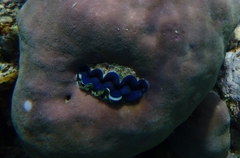 Tridacna crocea