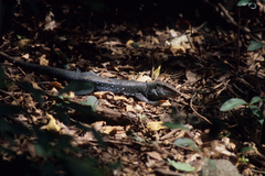 Pholidoscelis fuscatus