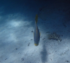 Plectorhinchus lineatus