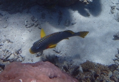 Plectorhinchus lineatus